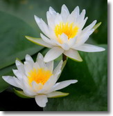 Conflict Resolution | Mediation | Divorce | Conflict | Rochester | NY | Lotus picture
