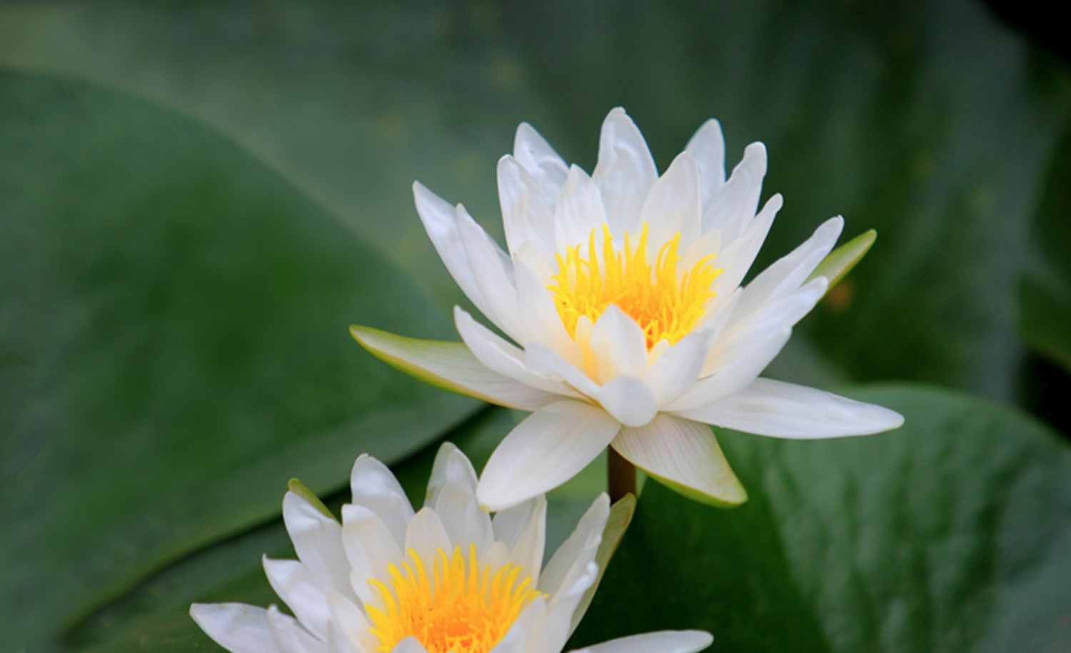 cropped-Homepage-Lotus-Cropped.jpg