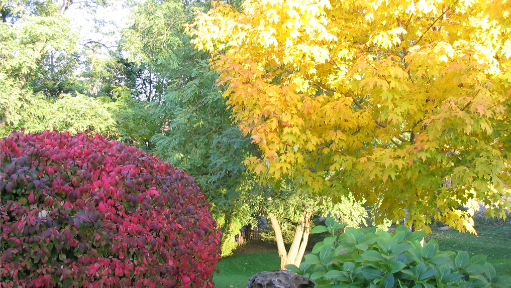 **Autumn Trees - Reading